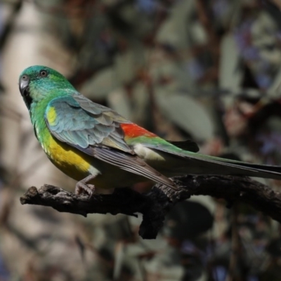 Psephotus haematonotus (Red-rumped Parrot) at Mount Ainslie - 16 Sep 2020 by jb2602