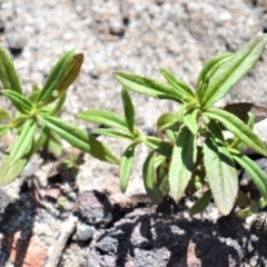 Prostanthera tallowa (A mint bush) at Illaroo, NSW - 23 Sep 2020 by plants