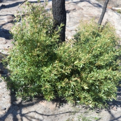 Ceratopetalum gummiferum (New South Wales Christmas-bush, Christmas Bush) at Illaroo, NSW - 23 Sep 2020 by plants