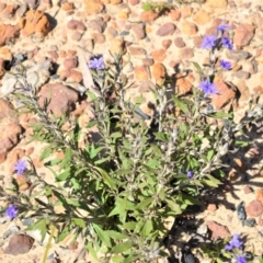 Dampiera scottiana at Budgong, NSW - 23 Sep 2020 by plants