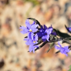 Dampiera scottiana at Budgong, NSW - 23 Sep 2020