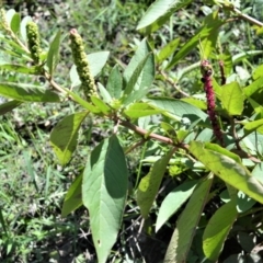 Phytolacca octandra (Inkweed) at Budgong, NSW - 23 Sep 2020 by plants