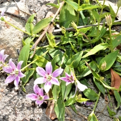 Schelhammera undulata (Lilac Lily) at Budgong, NSW - 23 Sep 2020 by plants