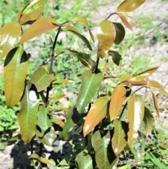 Eupomatia laurina (bolwarra) at Bugong National Park - 23 Sep 2020 by plants