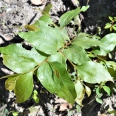 Acacia binervata (Two-veined Hickory) at Bugong National Park - 23 Sep 2020 by plants