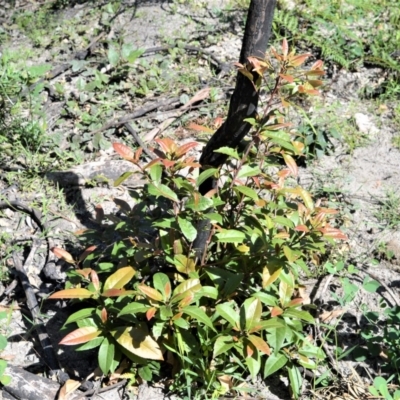 Elaeocarpus reticulatus (Blueberry Ash, Fairy Petticoats) at Bugong National Park - 23 Sep 2020 by plants