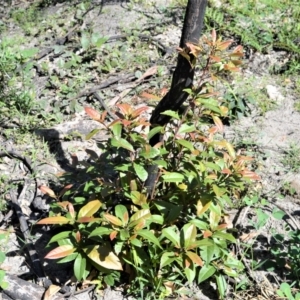 Elaeocarpus reticulatus at Budgong, NSW - 23 Sep 2020