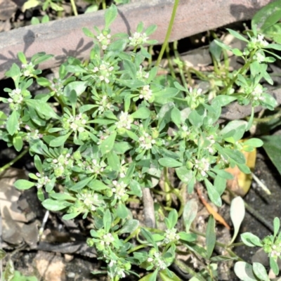 Poranthera microphylla (Small Poranthera) at Bugong National Park - 23 Sep 2020 by plants