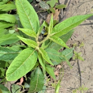 Solanum stelligerum at Budgong, NSW - 23 Sep 2020