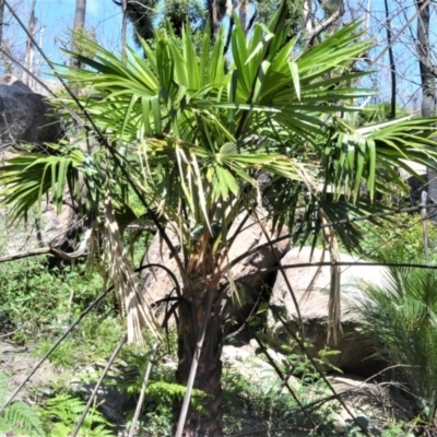 Livistona australis (Australian Cabbage Palm) at Budgong, NSW - 23 Sep 2020 by plants