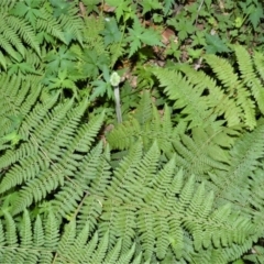 Hypolepis glandulifera (Downy Ground Fern) at Bugong National Park - 23 Sep 2020 by plants