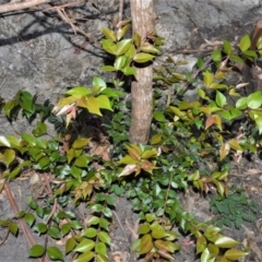 Backhousia myrtifolia (Carrol, Grey Myrtle, Cinnamon Myrtle) at Bugong National Park - 23 Sep 2020 by plants