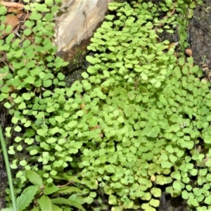 Adiantum aethiopicum at Budgong, NSW - suppressed