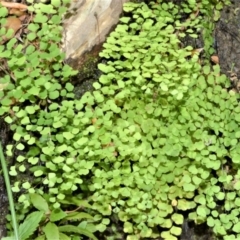 Adiantum aethiopicum (Common maidenhair fern) at Budgong, NSW - 23 Sep 2020 by plants