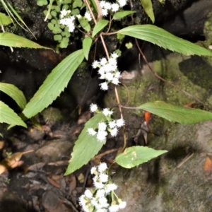 Ageratina riparia at Budgong, NSW - 23 Sep 2020 11:37 PM