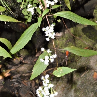 Ageratina riparia (Mistflower) at Budgong, NSW - 23 Sep 2020 by plants