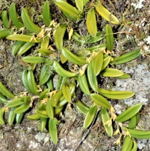 Bulbophyllum shepherdii at Budgong, NSW - suppressed