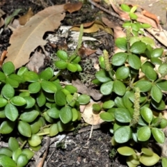 Peperomia tetraphylla (Four-leaved Peperomia) at Budgong, NSW - 23 Sep 2020 by plants