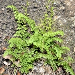 Lindsaea microphylla (Lacy Wedge-fern) at Budgong, NSW - 23 Sep 2020 by plants