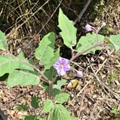 Solanum celatum at Budgong, NSW - 24 Sep 2020 by plants