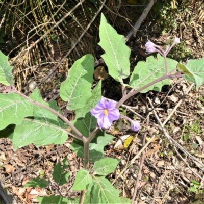 Solanum celatum at Budgong, NSW - 24 Sep 2020 by plants