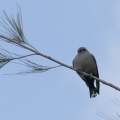 Artamus cyanopterus (Dusky Woodswallow) at Lake Ginninderra - 23 Sep 2020 by AllanS