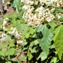 Androcalva fraseri (Brush Kurrajong) at Budgong, NSW - 23 Sep 2020 by plants