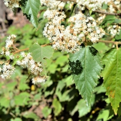 Androcalva fraseri (Brush Kurrajong) at Budgong, NSW - 23 Sep 2020 by plants