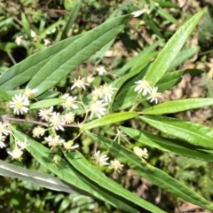 Olearia viscidula (Wallaby Weed) at Budgong, NSW - 23 Sep 2020 by plants