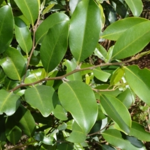 Diospyros australis at Budgong, NSW - 24 Sep 2020