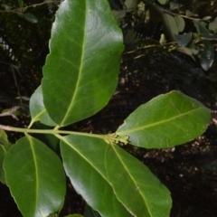 Elaeodendron australe var. australe (red olive plum) at Budgong, NSW - 24 Sep 2020 by plants
