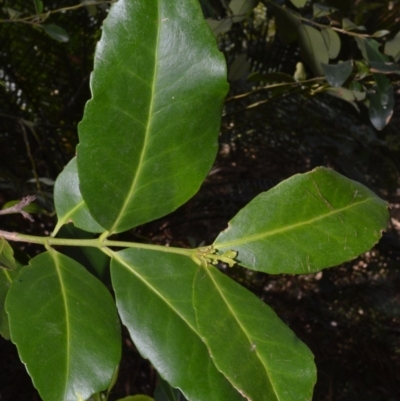 Elaeodendron australe var. australe (red olive plum) at Budgong, NSW - 24 Sep 2020 by plants