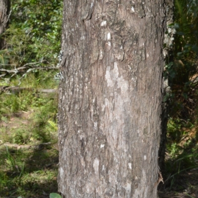 Eucalyptus quadrangulata (White-topped Box) at Budgong, NSW - 23 Sep 2020 by plants