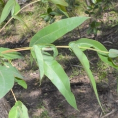 Eucalyptus quadrangulata at Budgong, NSW - 24 Sep 2020