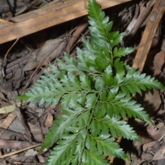 Davallia solida var. pyxidata (Hare's Foot Fern) at Budgong, NSW - 23 Sep 2020 by plants