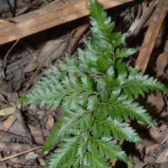 Davallia solida var. pyxidata (Hare's Foot Fern) at Budgong, NSW - 24 Sep 2020 by plants