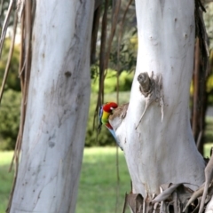 Platycercus eximius (Eastern Rosella) at Belconnen, ACT - 24 Sep 2020 by AllanS