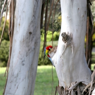 Platycercus eximius (Eastern Rosella) at Belconnen, ACT - 24 Sep 2020 by AllanS