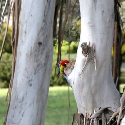 Platycercus eximius (Eastern Rosella) at Belconnen, ACT - 23 Sep 2020 by AllanS