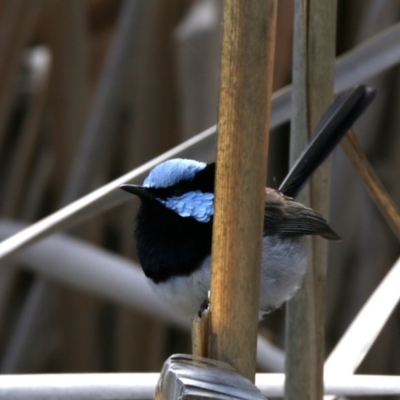 Malurus cyaneus (Superb Fairywren) at Lake Ginninderra - 23 Sep 2020 by AllanS