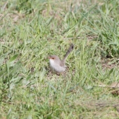 Malurus cyaneus at Belconnen, ACT - 24 Sep 2020