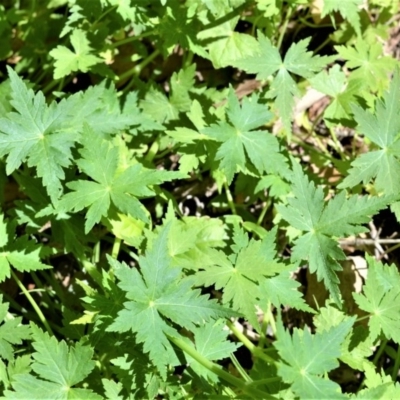 Hydrocotyle geraniifolia (Forest Pennywort) at Bugong National Park - 23 Sep 2020 by plants