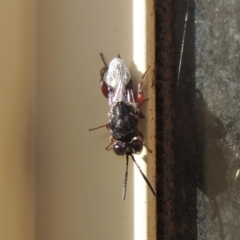 Chalcididae (family) (Unidentified chalcid wasp) at Conder, ACT - 8 May 2020 by michaelb