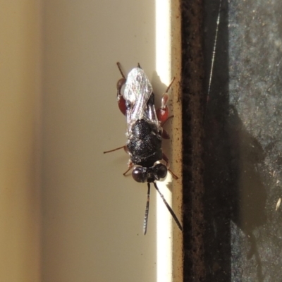 Chalcididae (family) (Unidentified chalcid wasp) at Conder, ACT - 8 May 2020 by michaelb