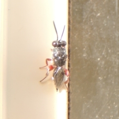 Chalcididae (family) at Conder, ACT - 8 May 2020