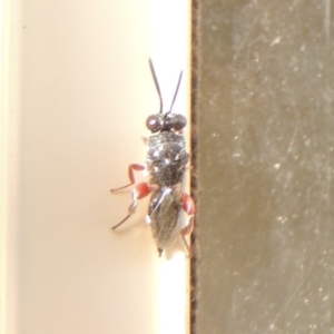 Chalcididae (family) at Conder, ACT - 8 May 2020