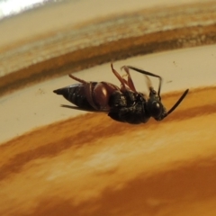 Chalcididae (family) at Conder, ACT - 8 May 2020