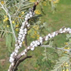 Cryptes baccatus (Wattle Tick Scale) at Conder, ACT - 28 Jul 2020 by michaelb