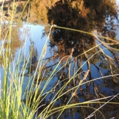 Carex appressa (Tall Sedge) at Chisholm, ACT - 30 May 2020 by MichaelBedingfield