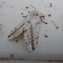 Ardices canescens (Dark-spotted Tiger Moth) at Tathra, NSW - 24 Sep 2020 by TathraPreschool